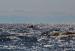 ladoga-2012-more-i-pesok_57517134128832891386 - www.bagna.su